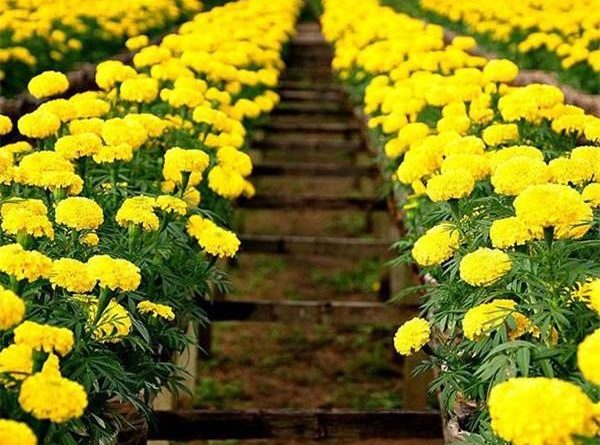 Mơ thấy hoa màu vàng là điềm báo điều gì?