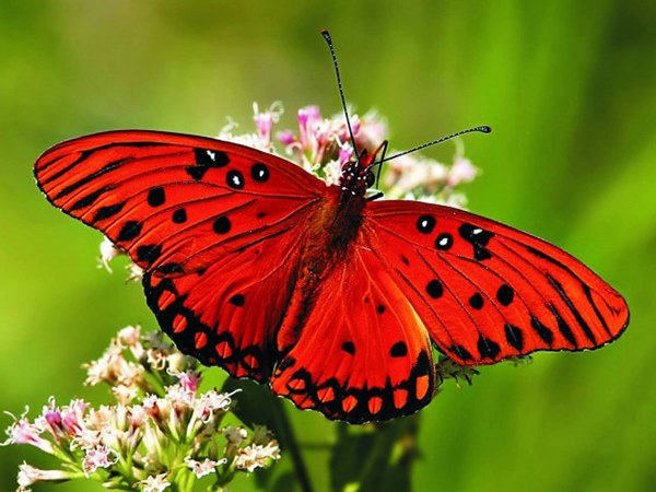 Con bướm số mấy? Mơ thấy bướm là điềm đen hay đỏ?