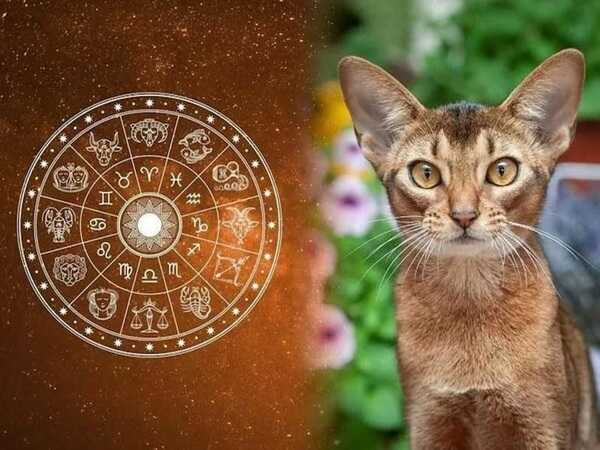 Tử vi tuổi Mão 20/2/2025